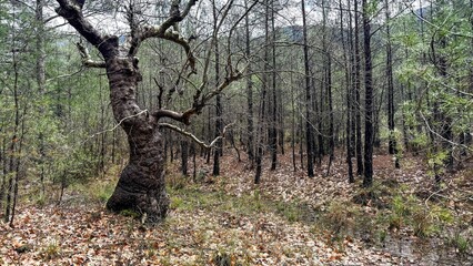 Gnarled old tree stands in a quiet woodland clearing, bare branches twist against thin trunks, fallen leaves cover the ground creating a calm moody atmosphere © fotoworld