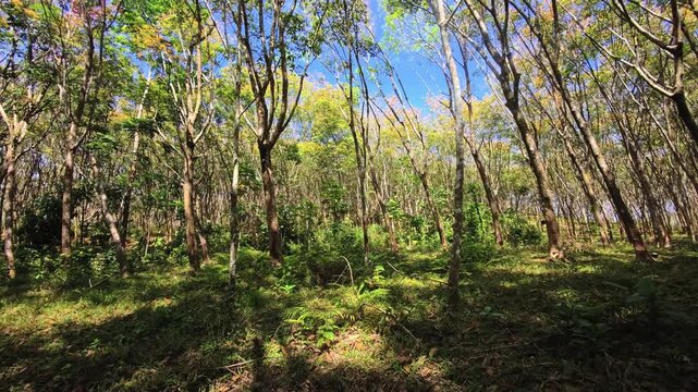 Rubber tree plantation with sunlight filtering through aligned trunks