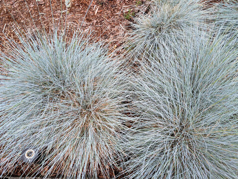 Blue Fescue Ornamental Grass in Garden Landscape