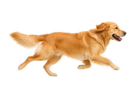 Happy golden retriever dog running in side profile isolated on light background, energetic purebred pet with flowing fur and playful expression