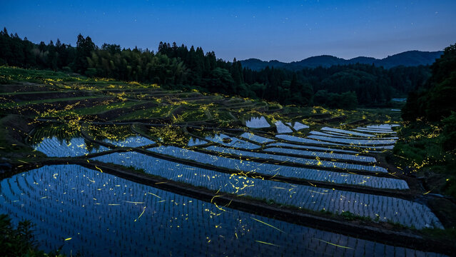 Thousands of fireflies swarming over ancient terraced rice paddies at blue twilight with golden green bioluminescent light trails and perfect water reflections in still paddy fields