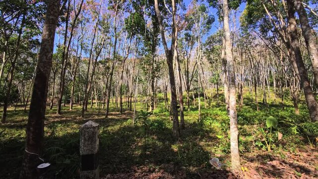 Rubber plantation forest with aligned trees and filtered sunlight