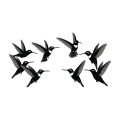 Obraz premium Hummingbirds flying in formation against white background