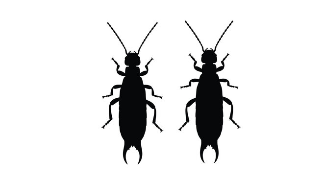 Earwig insects detailed black silhouette on a white background