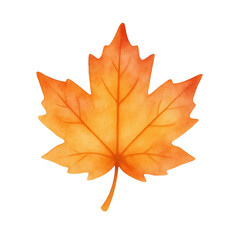 Fototapeta premium watercolor illustration of maple leaf