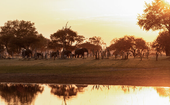 silhouette of elephants and reflection in water at sunset, Okavango Delta, Botswana, Africa