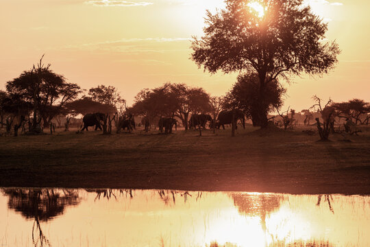 silhouette of elephants and reflection in water at sunset, Okavango Delta, Botswana, Africa