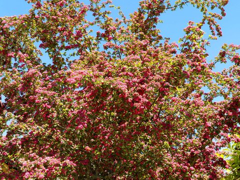Crataegus laevigata 'Paul's Scarlet' - Aub&eacute;pine &eacute;pineuse, arbuste &agrave; &eacute;corce brune &eacute;cailleuse, branches gris cendr&eacute; portant des fleurs double rouges carmin en panicules et des feuilles lob&eacute;es et velues 