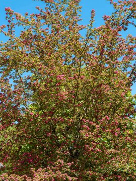 (Crataegus laevigata) Arbuste d'aub&eacute;pine &eacute;pineuse 'Paul's Scarlet' &agrave; cime dress&eacute;e, &agrave; floraison abondanre de fleurs rouge carmin en doubles corymbes en cascades sur des rameaux &eacute;tal&eacute;s gris fonc&eacute;s
