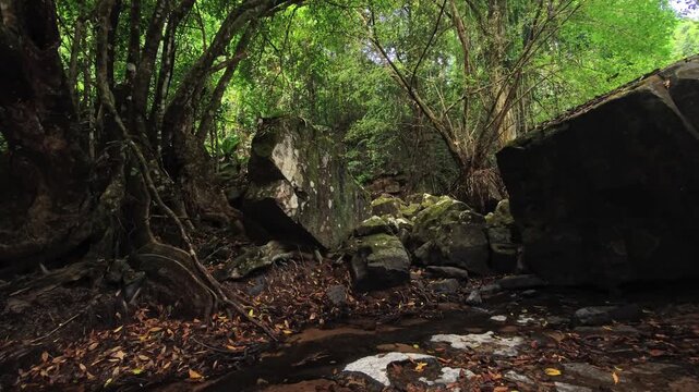 Rocky jungle stream with large boulders and shallow flowing water