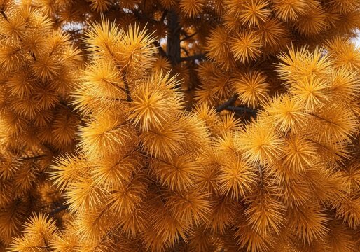 Golden needles of a towering deciduous conifer glowing in the sunlight, signaling the transition from summer to the cold winter season, environment, timber, flora
