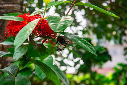 Black butterfly perched on red ixora flowers in Vietnam, showing vivid blooms and leafy branches for wildlife, floral, and pollinator imagery.