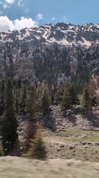 Pine forest and sand dunes passing by from roadside, windblown trees and rugged terrain, daylight motion and wilderness escape,