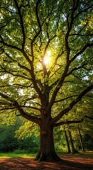 Fototapeta premium A grand mature oak reaching toward the sunlight, showing strong branches and dense foliage in a vibrant, ancient woodland environment, forest, cherry, summer