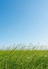 Fototapeta premium Bright sunlight bathes a wide expanse of green meadow land, featuring tall, wild grasses swaying gently under a clear blue sky, blades, meadow, grass