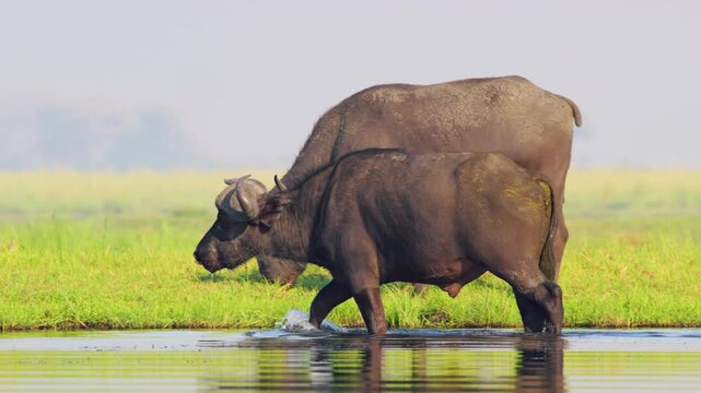 African Buffaloes walking in Riverbank at Chobe National Park, Botswana, South Africa 