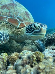 Obraz premium sea turtle swimming in the sea