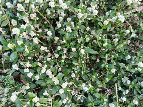 Top view of white Gomphrena celosioides wild flowers blooming on green leaves background in the meadow