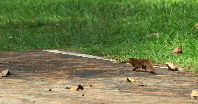 Javan mongoose standing on a paved path next to green grass during daylight. Static shot. Slow motion.