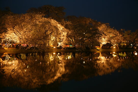 長野県須坂市 臥竜公園の幻想的な夜桜ライトアップと美しい水鏡