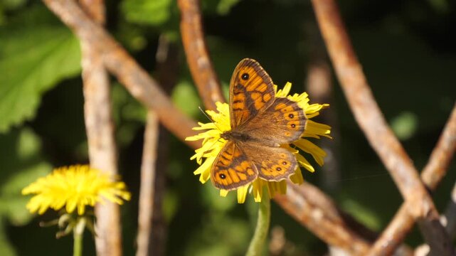 butterfly on dandelion close up