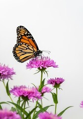 Naklejka premium A vibrant monarch butterfly with striking orange and black wings carefully feeds on nectar from bright pink and purple wildflowers in a sunny summer garden, nectar, colorful, natural