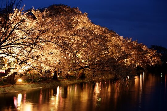 長野県須坂市 臥竜公園の幻想的な夜桜ライトアップと池への美しい水鏡反射