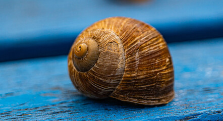 Macro close-up of a brown snail shell on blue wooden surface © Krisztian 
