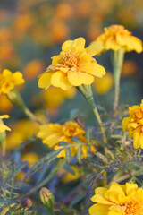 Obraz premium Yellow french marigold flower blossom in garden, Yellow french Mari Gold flowers for decorate garden, Close up of beautiful small marigold flower in garden. Marigold flowers bloom in nature