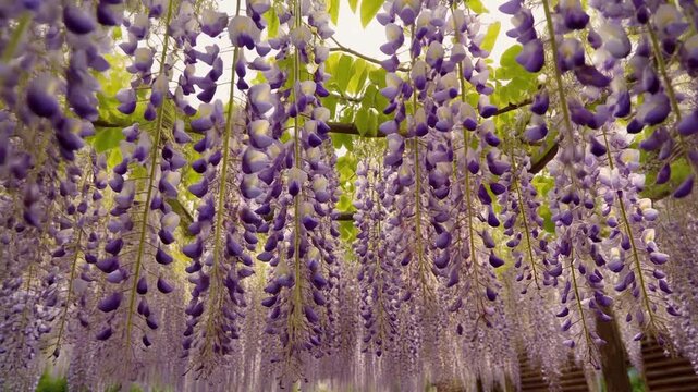 藤の花