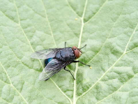 Bluebottle flies (Calliphora vicina or Calliphora vomitoria), which are common, large, metallic-blue scavenging insects