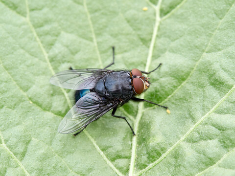 Bluebottle flies (Calliphora vicina or Calliphora vomitoria), which are common, large, metallic-blue scavenging insects