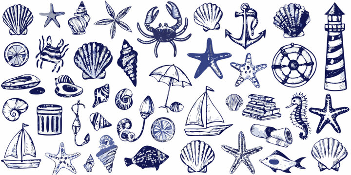 nautical illustration collection with shells starfish and seaside objects