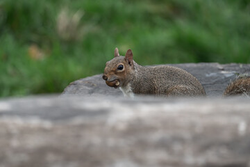 Grey Squirrel (Sciurus carolinensis) peering over stone wall with nut in mouth, UK park, woodland © Paul Bean