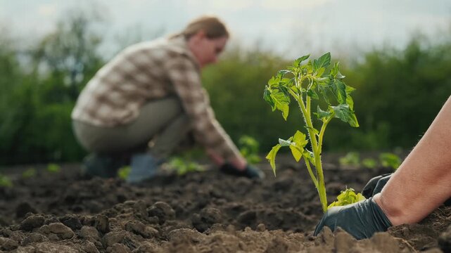 Two women planting organic tomato seedlings in fertile soil during agricultural spring season.