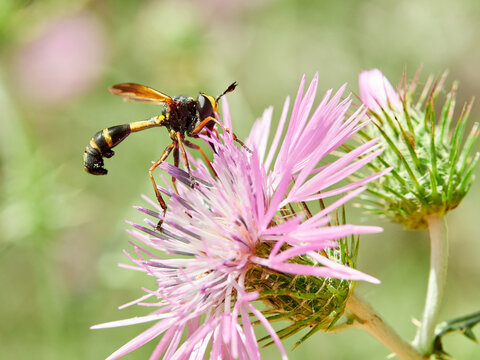 Fly of g&eacute;nero Physocephala on a pink flower