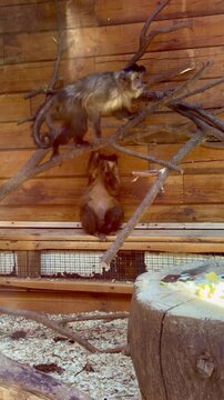 Two capuchin monkeys in enclosure, one sitting and eating while another climbs on wooden branches in a zoo environment
