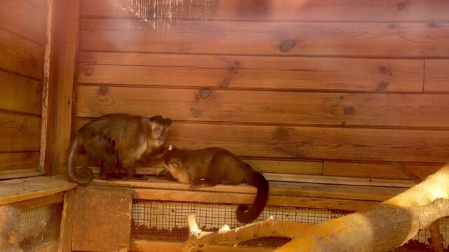 Two capuchin monkeys interacting and eating together on wooden shelf in zoo enclosure
