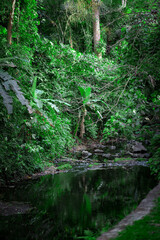 Obraz premium Tropical Rainforest Stream Flowing Through Lush Jungle