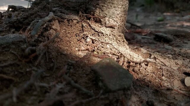 Ant Nest Close-Up 4K Video Footage, Nature Macro Insects Colony Underground Wildlife