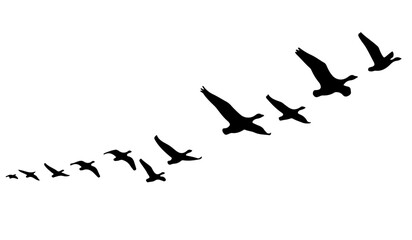 Silhouette of a flock of wild ducks or geese flying in formation in the sky © MdSabbir