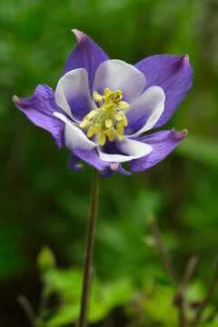 A detailed macro shot captures the intricate petals and stamen of a blooming Columbine flower in spring against a soft green background
