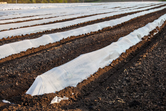 Long perspective view of parallel rows covered with white plastic mulch film on freshly tilled brown soil in an agricultural field. Modern farming technique used for crop protection, weed control, moi