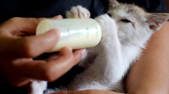 Close-up shot of a young woman hands feeding a small Dilute Calico kitten with milk mixture from a bottle.
