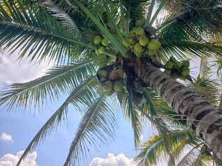 Fototapeta premium The coconut tree (Cocos nucifera) is a member of the palm tree family.