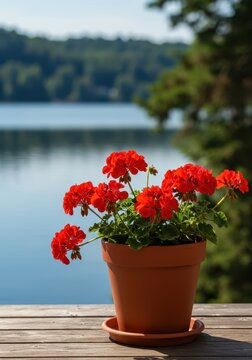 Vibrant red geranium flowers in a terracotta container on a sunlit wooden deck, offering a peaceful scenic backdrop of a calm lake and distant horizon, scenic, container, pot