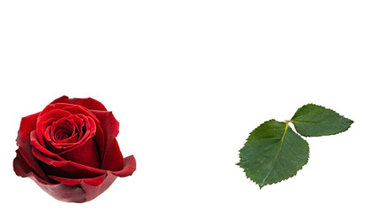Fototapeta premium 赤い薔薇と薔薇の葉 背景透過素材セット