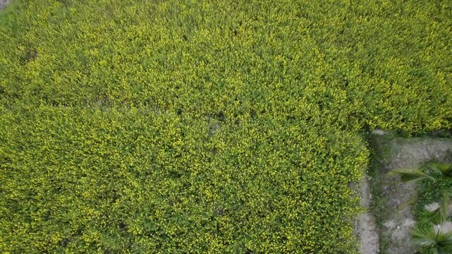 green grass background
