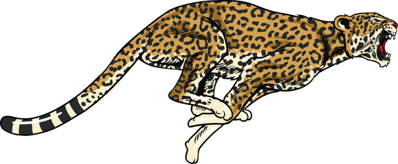 Dynamic hand-drawn illustration of a jaguar running and roaring in an aggressive action pose © harrisaputra