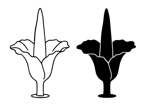 Corpse flower minimalist illustration, outline and silhouette icon